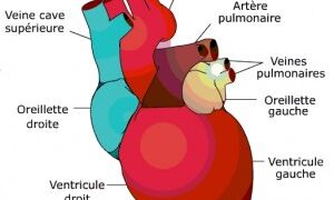 Anatomie et Physiologie Cardiaque