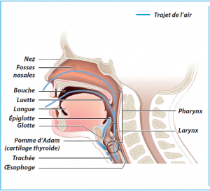 Anatomie de l'appareil respiratoire - Cours soignants