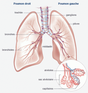 1. Schéma simplifié de l'appareil respiratoire ; l'air contenu dans les